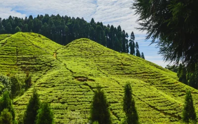 Darjeeling